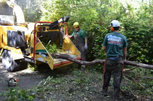 tree services Stamford